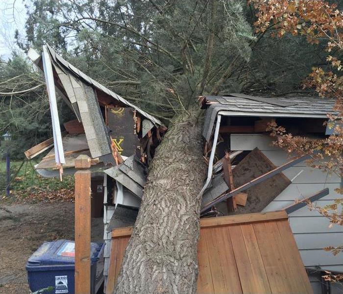Fallen tree crushes house